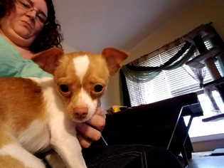 Chihuahua-Unknown Mix Dogs for adoption in O Fallon, MO, USA