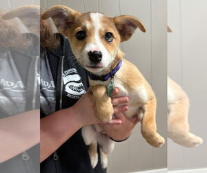 Basenji-Unknown Mix Dogs for adoption in Clarkston, MI, USA