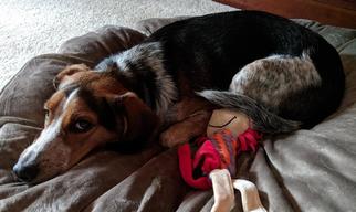 Beagle Dogs for adoption in Dublin, OH, USA