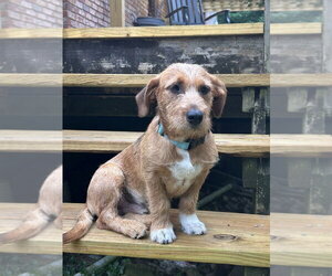 Mutt Dogs for adoption in Boston, MA, USA