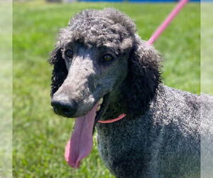 Poodle (Standard) Dogs for adoption in Pacolet, SC, USA