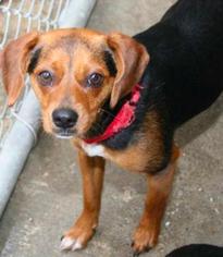 Beagle Dogs for adoption in Woodside, NY, USA