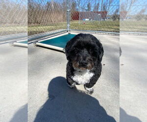 Mutt Dogs for adoption in Muskegon, MI, USA