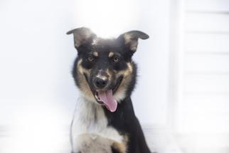 Mutt Dogs for adoption in Mountain Home, AR, USA