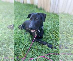 Mutt Dogs for adoption in Sheboygan, WI, USA