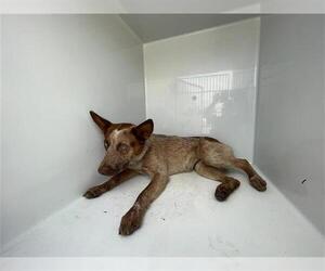 Mutt Dogs for adoption in Houston, TX, USA