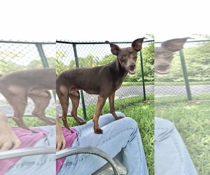 Miniature Pinscher Dogs for adoption in Weston, FL, USA