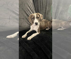 Boxador Dogs for adoption in Aurora, IN, USA