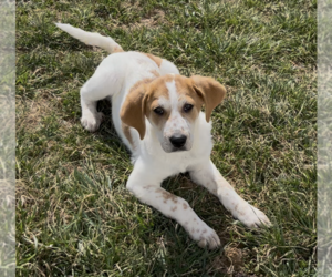 Coonhound-Great Pyrenees Mix Dogs for adoption in Sistersville, WV, USA