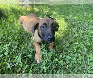 Mountain Cur-Unknown Mix Dogs for adoption in Sparta, TN, USA