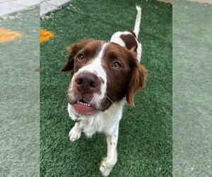 English Springer Spaniel Dogs for adoption in New Orleans, LA, USA