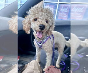 Poodle (Miniature) Dogs for adoption in Staten Island, NY, USA