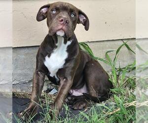 Mastiff Dogs for adoption in San Antonio, TX, USA