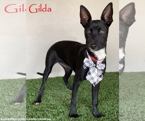 German Shepherd Dog-Greyhound Mix Dogs for adoption in San Diego, CA, USA