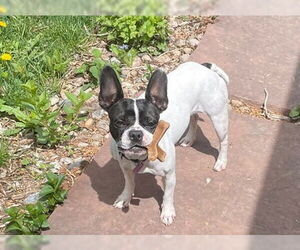 Boston Terrier-Unknown Mix Dogs for adoption in Aurora, CO, USA