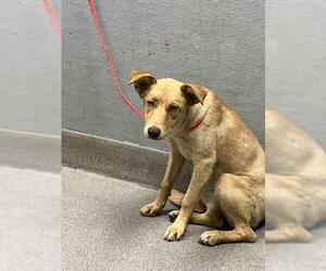 Siberian Husky-Unknown Mix Dogs for adoption in Las Vegas, NV, USA