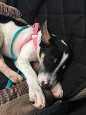 Jack Russell Terrier-Unknown Mix Dogs for adoption in Knoxville, TN, USA