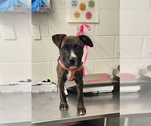 American Pit Bull Terrier Dogs for adoption in San Bernardino, CA, USA