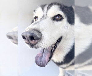 Siberian Husky Dogs for adoption in Houston, TX, USA