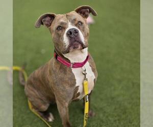 Mutt Dogs for adoption in Las Vegas, NV, USA