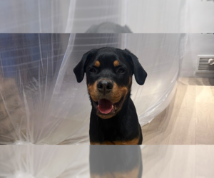 Rottweiler Dogs for adoption in Gilbert, AZ, USA