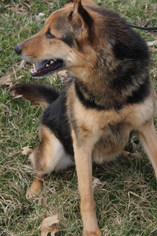 German Shepherd Dog-Unknown Mix Dogs for adoption in Portland, IN, USA