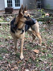 German Shepherd Dog Dogs for adoption in Baton Rouge, LA, USA