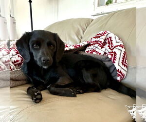 Feist Terrier-Unknown Mix Dogs for adoption in Mooresville, NC, USA
