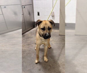 German Shepherd Dog-Unknown Mix Dogs for adoption in Forestville, MD, USA