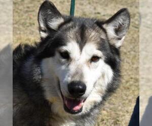 Australian Shepherd-Siberian Husky-Unknown Mix Dogs for adoption in Nashville, IN, USA