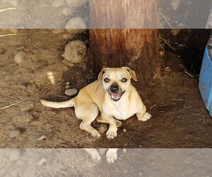 Pug Dogs for adoption in Chico, CA, USA