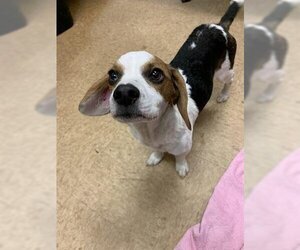 Beagle Dogs for adoption in Newton, NC, USA