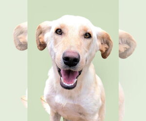 Golden Labrador Dogs for adoption in Rockville, MD, USA