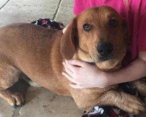 Basset Hound-Labrador Retriever Mix Dogs for adoption in KILGORE, TX, USA