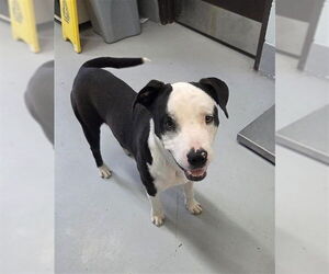 American Pit Bull Terrier Dogs for adoption in Corpus Christi, TX, USA