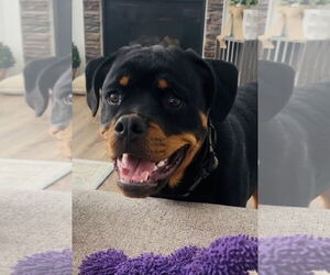 Rottweiler Dogs for adoption in Mooresville, NC, USA