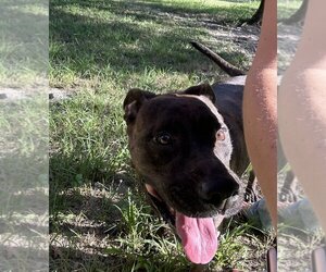 Plott Hound-Unknown Mix Dogs for adoption in Zellwood, FL, USA