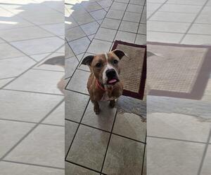 American Pit Bull Terrier-Unknown Mix Dogs for adoption in DuQuoin, IL, USA