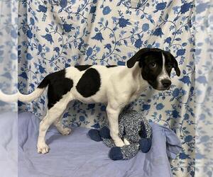 American Staffordshire Terrier-Unknown Mix Dogs for adoption in Modesto, CA, USA
