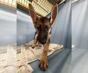 German Shepherd Dog Dogs for adoption in San Bernardino, CA, USA