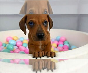 American Staffordshire Terrier-Unknown Mix Dogs for adoption in Chester, VA, USA