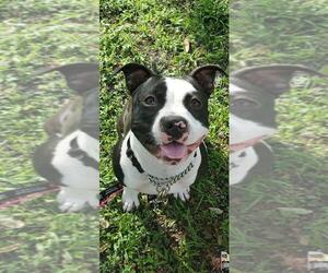 American Pit Bull Terrier Dogs for adoption in Valrico, FL, USA