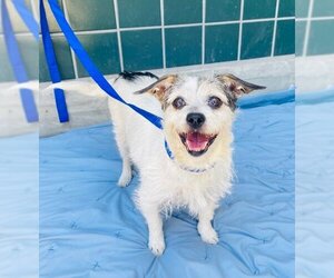 Cairn Terrier Dogs for adoption in Rancho Cucamonga, CA, USA