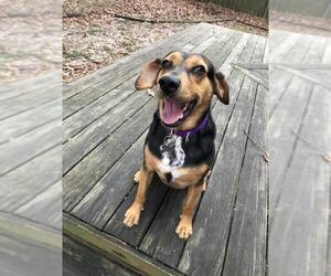 Black and Tan Coonhound-Carolina Dog Mix Dogs for adoption in Cary, NC, USA