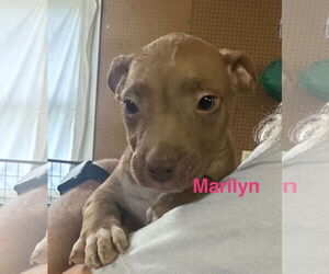 Vizsla-Weimaraner Mix Dogs for adoption in Jackson Township, NJ, USA