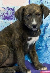 Small Catahoula Leopard Dog Mix