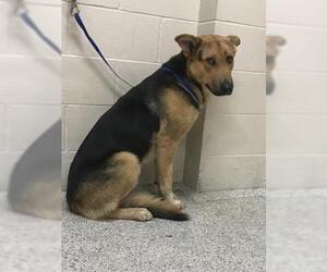 German Shepherd Dog Dogs for adoption in Conroe, TX, USA