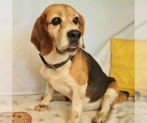 Beagle Dogs for adoption in Valley Village, CA, USA