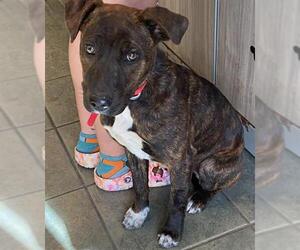 American Staffordshire Terrier-Unknown Mix Dogs for adoption in San Antonio, TX, USA