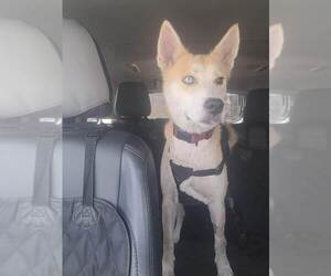 Siberian Husky-Unknown Mix Dogs for adoption in St. Augustine, FL, USA